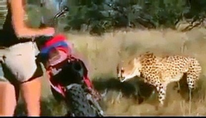 Female handles cheetahs tactically in Safari Park