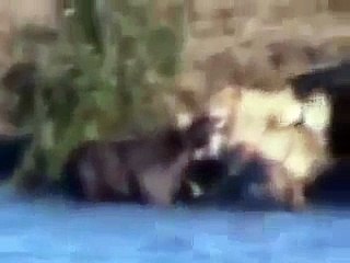 Lion vs Crocodile vs Buffalo fight to death