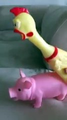 El pollo loco jajajaja