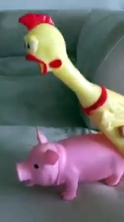 El pollo loco jajajaja