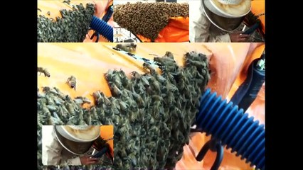 PPBA Bee Swarm Recovery in Action - Bee Swarm Recovery II