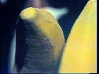 NECA FALK - Banane (1981)