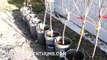 Potted Bare Root Fruit Trees Budding