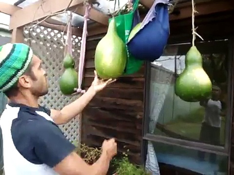 calabazas para berimbaus, Caverinha TMA Capoeira Angola Australia