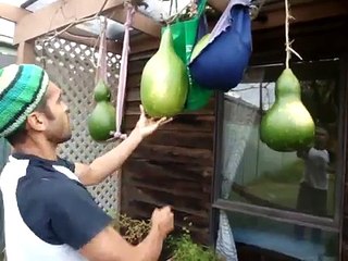 calabazas para berimbaus, Caverinha TMA Capoeira Angola Australia