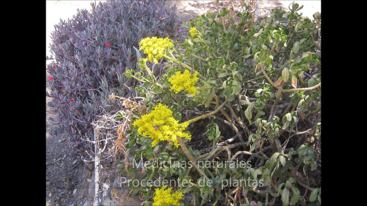 Plantas medicinales. Rocío Tango. Oruro. Bolivia