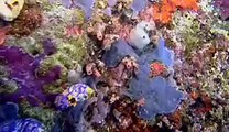 Coral Reefs - Rainforests of the sea