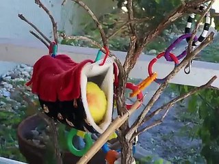 Lutino Lovebird Singing Herself To Sleep AND  Cockatiel taking a Bath