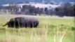 معركة قوية جدا جدا بين وحيد القرن وجاموس وحشى  من اللقطاط الفريدة جدا