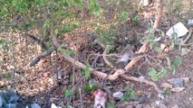 Close Encounter with Indian Monkeys in Forest of Sanjay Gandhi National Park Mumbai India 2014 [HD]