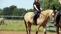 Springreiten - Pferde Reitsport aus Sachsen