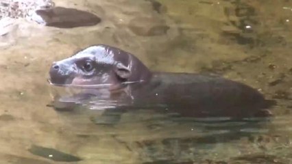 Baby pygmy hippo takes first swim