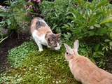 【今は亡きウサギの桃の思い出3】ウサギと猫とそして犬の共生 Memories of the rabbit died of Momo　3