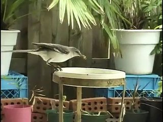 Backyard Birds