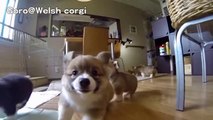 Ağır çekimde kamerayı kovalayan tatlı köpek yavruları :) Sweet puppy chasing the camera in slow motion :)