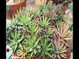 Mostra di piante succulente Mercato Saraceno 6-05-2012.swf