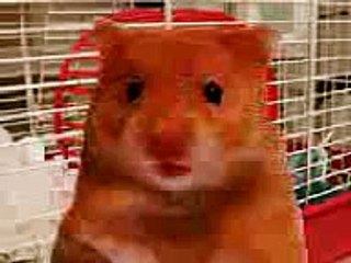 hammy the hamster