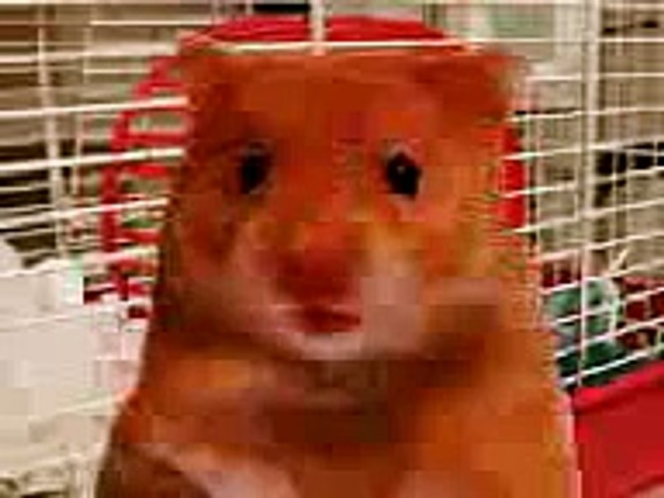hammy the hamster