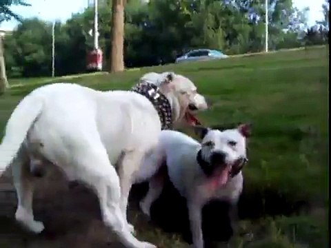 Staffordshire Bull Terrier