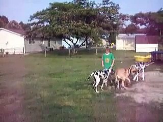 dogphoria great dane play date