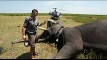 Once Noticias- Emplean rastreo satelital para evitar caza ilegal de elefantes