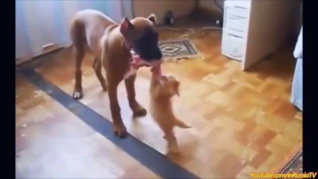 FUNNY CAT VIDEOS [2015 HD] #16 - Cat hates his tale - Funny Animals - Cats Funny Videos