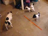 Jack russell puppies with daddy dog