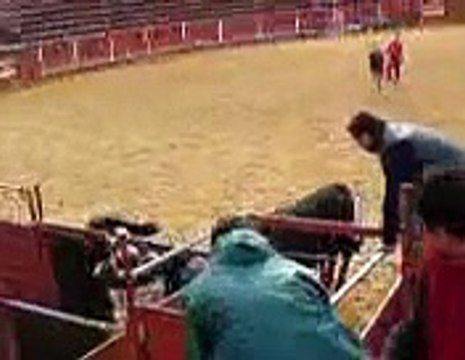 carnaval del toro 2008 imagenes unicas