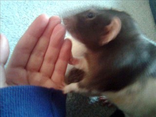 My gorgous dumbo rats (first video)