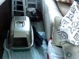 American Shorthair vs Siamese - Round1