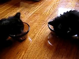 Kittens eating