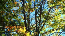 Richard Clayderman - Les Feuilles Mortes (Autumn Leaves)