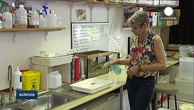 Des chercheurs veulent reproduire la peau imperméable du gecko