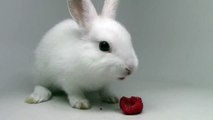 Bunny eating raspberries!