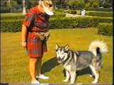 Alaskan Malamute Dog Trained in Obedience, Tricks, Backpacking & Agility Μαλαμούτ Αλάσκας