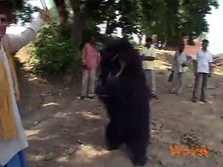 Dancing Bears in India