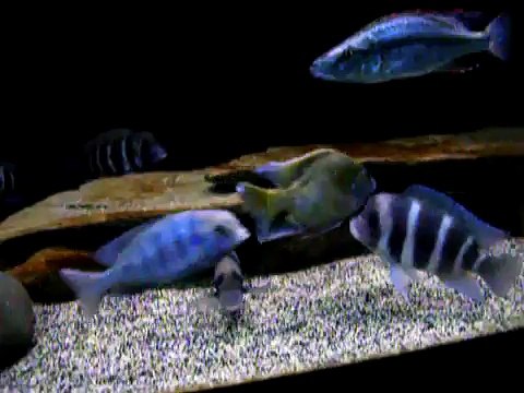 African cichlids (mixed tank)