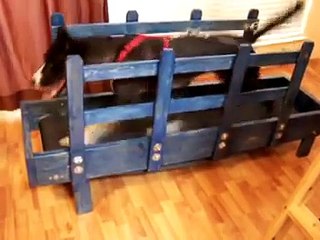 All out run on dog treadmill by K9 Fitness