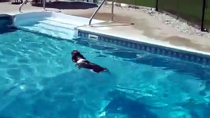 Shadow the Amazing Springer Spaniel