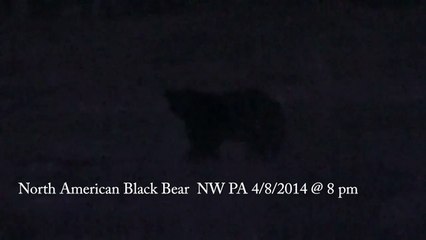 Black Bear Strolling Along in My Backyard...