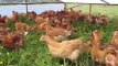 Red Broilers at Wild Chick Farm