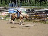 GOLD BAR TRISTAN, 2007 APHA Palomino Dun Stallion, first year under saddle.