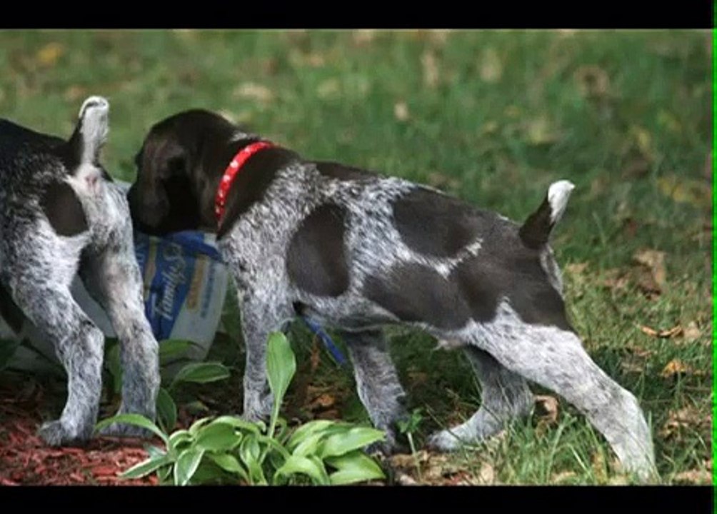 German Wirehaired Pointer puppies 02