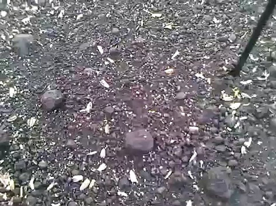 Jumping Maggots.3GP