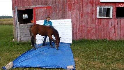 How to Train a Foal: Desensetizing to Tarp and Gun Training