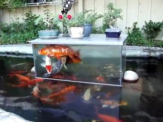 Koi fish play in fish tank