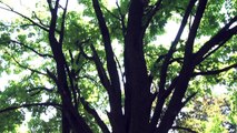 The Secret of Trees - Albert Maysles - GE FOCUS FORWARD
