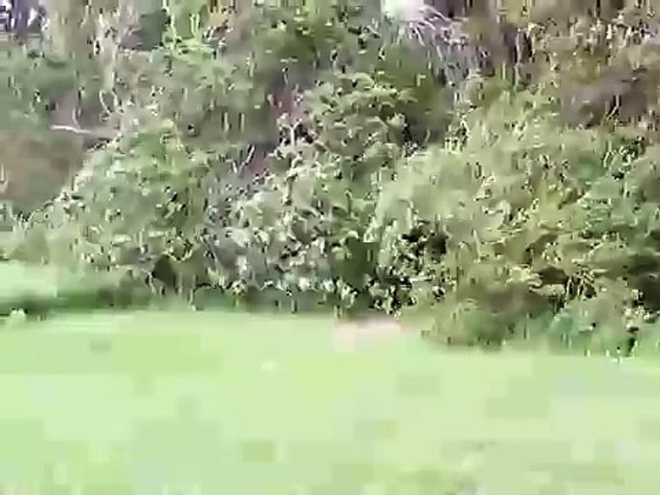 Grass and Trees blowing in 35 mph wind.