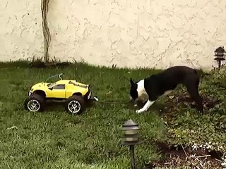 Boston Terrier plays tug of war with remote control car