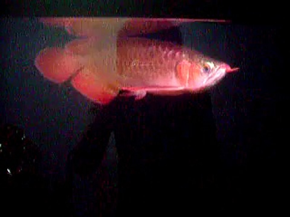 Violet Fusion Super Red Arowana